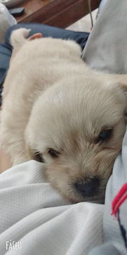 风水大法好：名字决定狗生？