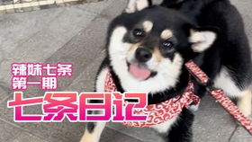 为什么算命说鸡狗可以在一起，鸡狗一起养有什么特别之处？