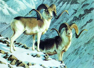 属羊人2026年每个月运势具体如何？