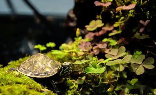 1. 一只龟：独占鳌头与专注之力