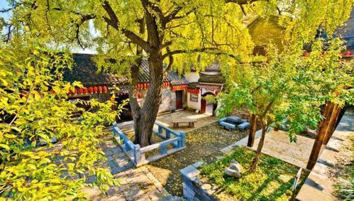 高大树木的影响：地基稳固与采光通风的双重考量