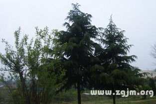 松柏？不就是路边那些不会落叶的树嘛！