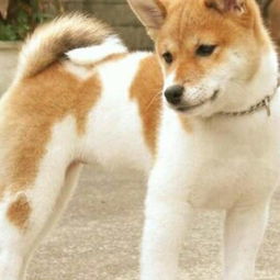 属猪和属狗的婚姻财运如何，家里适合挂什么图来提升运势？