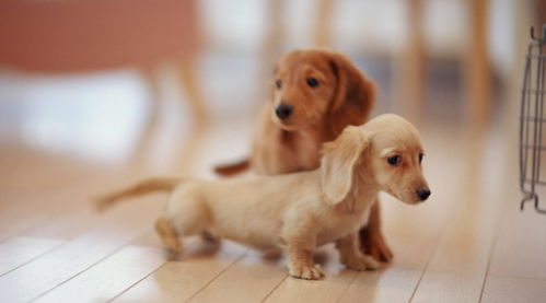 11. 生日狗：忠诚老实、 认真负责