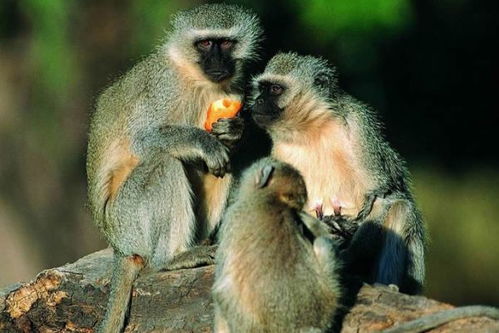 20年属猴的人今年多少岁？属猴20年与今年年龄有何关联？