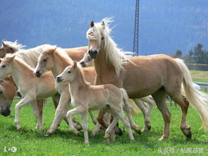 马属与龙婚配，马和龙的最佳婚配组合究竟是怎样的神秘搭配呢？