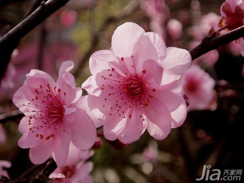 如何通过摆放花寓意风水图片来改善家居风水？