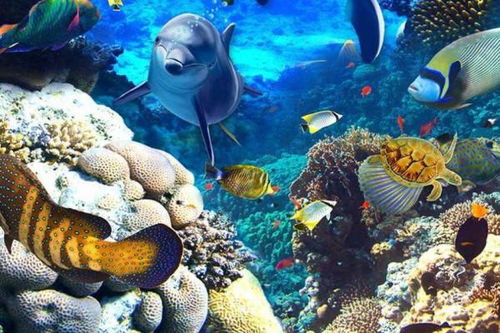 石投大海是哪个生肖？指的动物是什么？