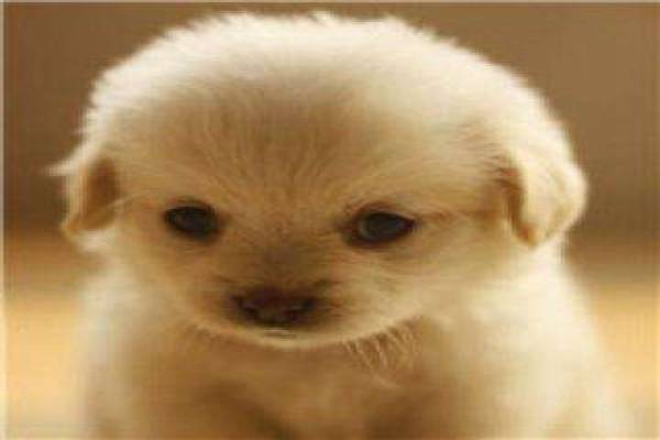 打牙犯嘴打一生肖，这究竟是指哪个生肖呢？