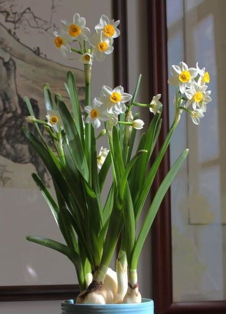 1. 水仙花：纯洁吉祥之选