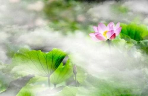 雾里看花水中望月如何描绘成一种动物的特征？