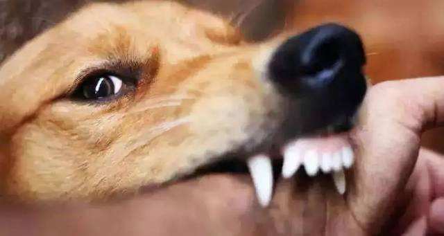 三、 犬咬伤后的医学应对措施
