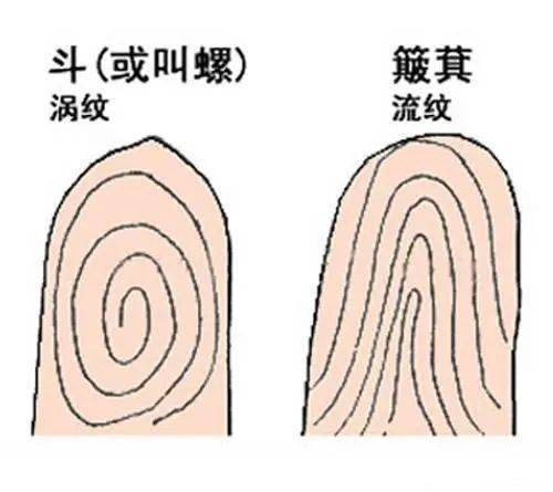 三、  指纹纹理与指甲形态的微观分析