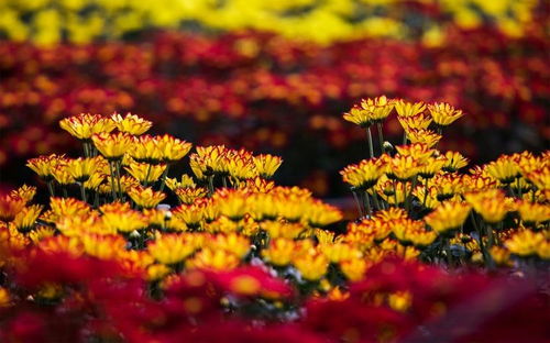 年底财运大比拼