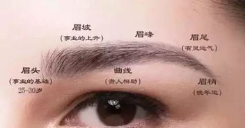 一、 眉型概述及其面相学意义