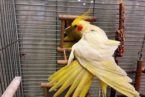 新手养鸟必备哪些灵鸟叼签训练工具？