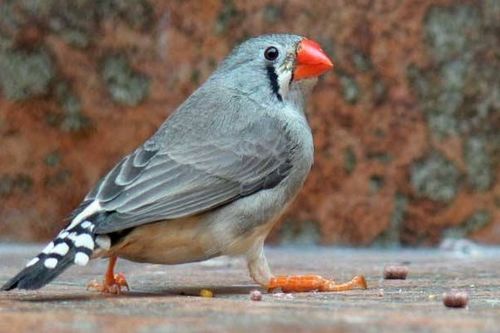 隼代表什么生肖，五光十色代表什么生肖？