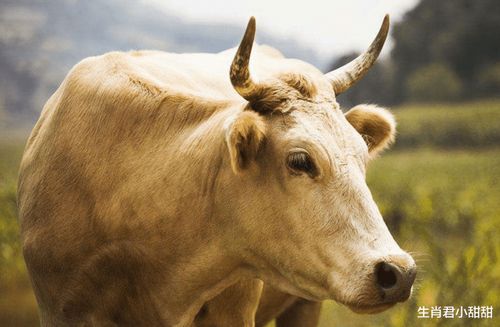 2026年属牛人怀孕和结婚大利月分别是什么？