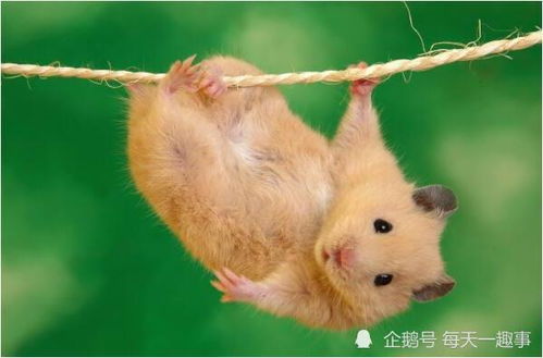 一、 概述：月份对属鼠人命运的作用于机制