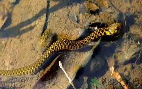 风水中的水蛇能否作为食材食用？