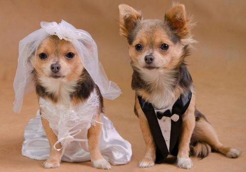 麦玲玲2026年属狗人全年运势详解具体包括哪些方面？