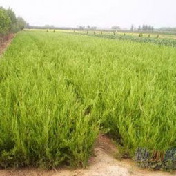 种40公分龙柏在坟上吉凶如何？