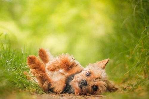 1982年属狗的人担心什么命运，转运物件是什么？