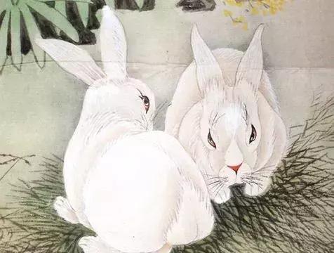1. 刺猬——防御性极强的独行侠