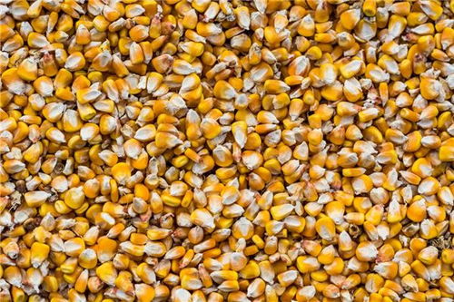 女人梦见金黄的玉米是什么预兆？