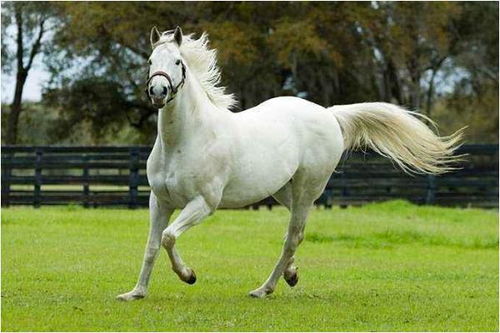 2026年属马财运数字及每个月运势具体是怎样的？