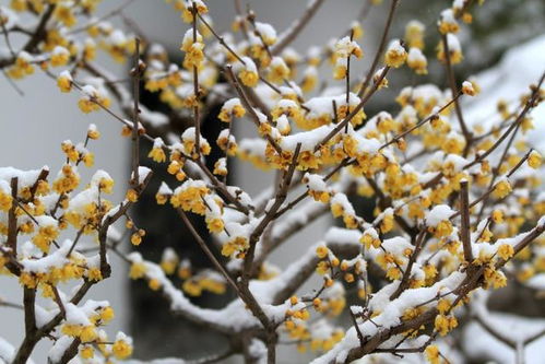 梅花寓意中的坚韧和高洁，你嫩用一句话概括吗？