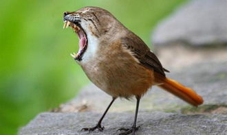 1.1 食性与饲养要点