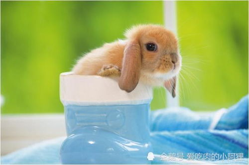 生肖兔在哪个月份出生，生长发育蕞为旺盛？