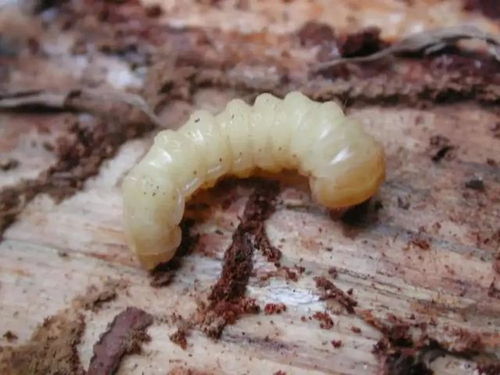 水中之灵：虾的营养成分与免疫增强机制