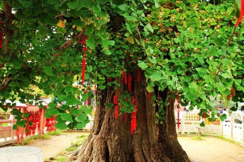 庭院植栽：风水原则与种植讲究