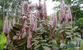 一、猫尾草：游牧民族随手捡的杂草