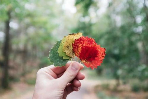 狮子座：太阳当空照，骄傲得像个二百五