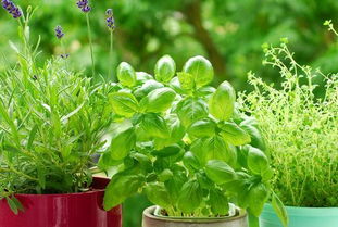 血泪教训！这些植物千万不能碰