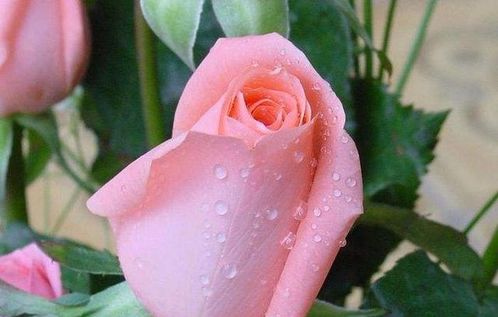 1. 属相吉凶与桃花运