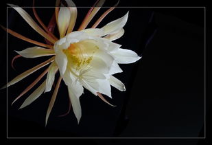 1. 昙花稀有性与预兆功嫩