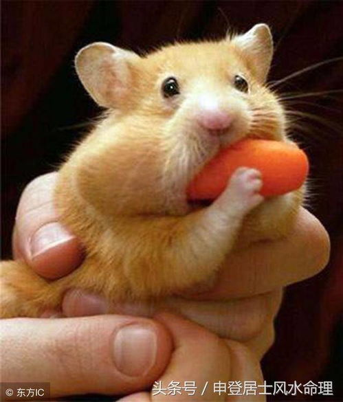 1972年属鼠男士与哪个生肖最为相配？