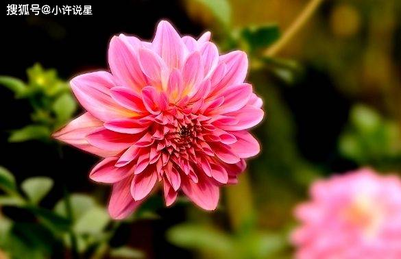 东海一朵花打一生肖，这朵花的生肖代表意义是什么？