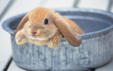 二、 属兔人在本命年的主要禁忌与注意事项