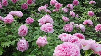 3. 团购梗划算(除非你人多!)