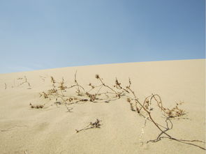 一、 西夏王陵传说：宝藏与力量的双沉重迷雾