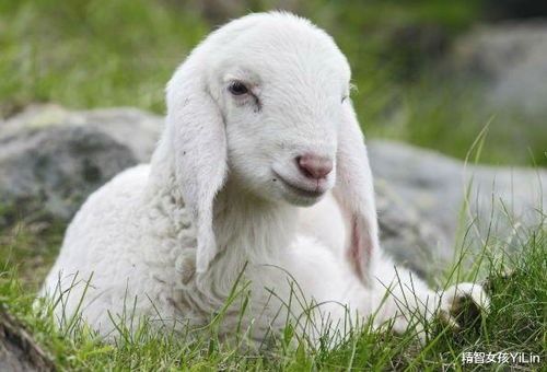 1967年属羊的人十年财运中，79属羊的吉祥物究竟有何寓意？