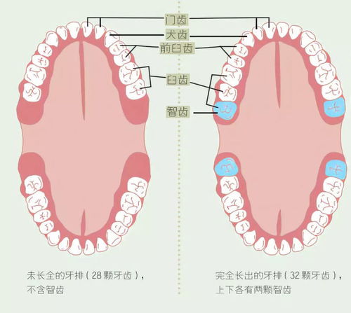 三、 现代学术分析与反思