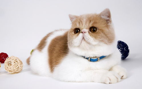 一、 两只老母猫的历史叙事及其文本再现