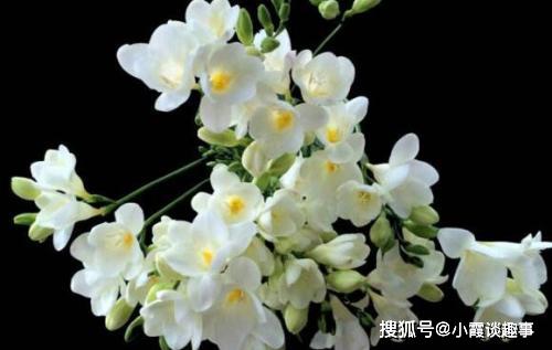 香雪兰风水有什么特点，能赞美香雪兰的句子有哪些？