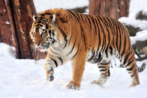 1986年属虎的人2026年财运如何，以及今天财运状况是怎样的？